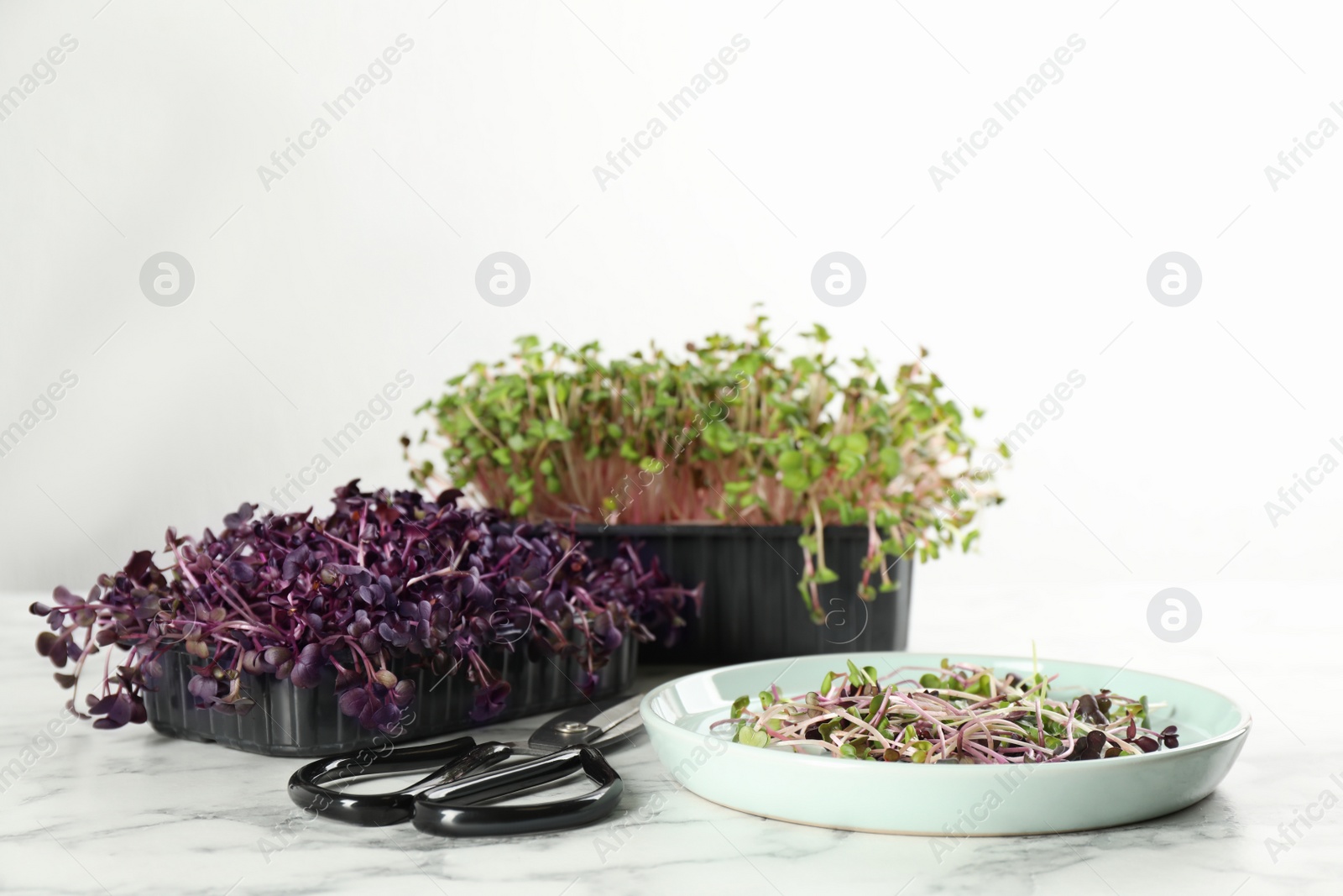 Photo of Fresh radish microgreens and scissors on white marble table