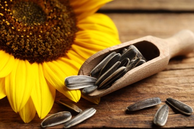 Raw sunflower seeds and flower on wooden table, closeup