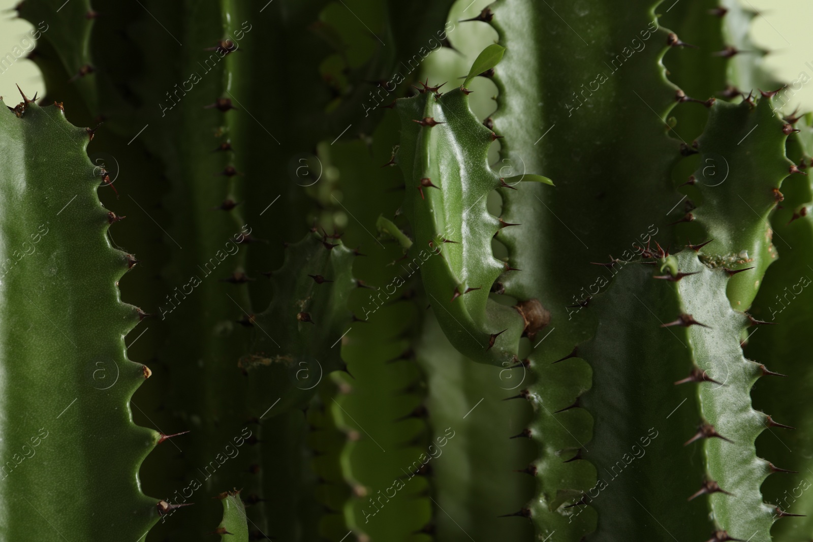 Photo of Closeup view of beautiful cactus. Tropical plant