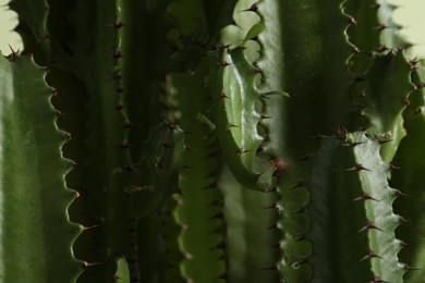 Photo of Closeup view of beautiful cactus. Tropical plant