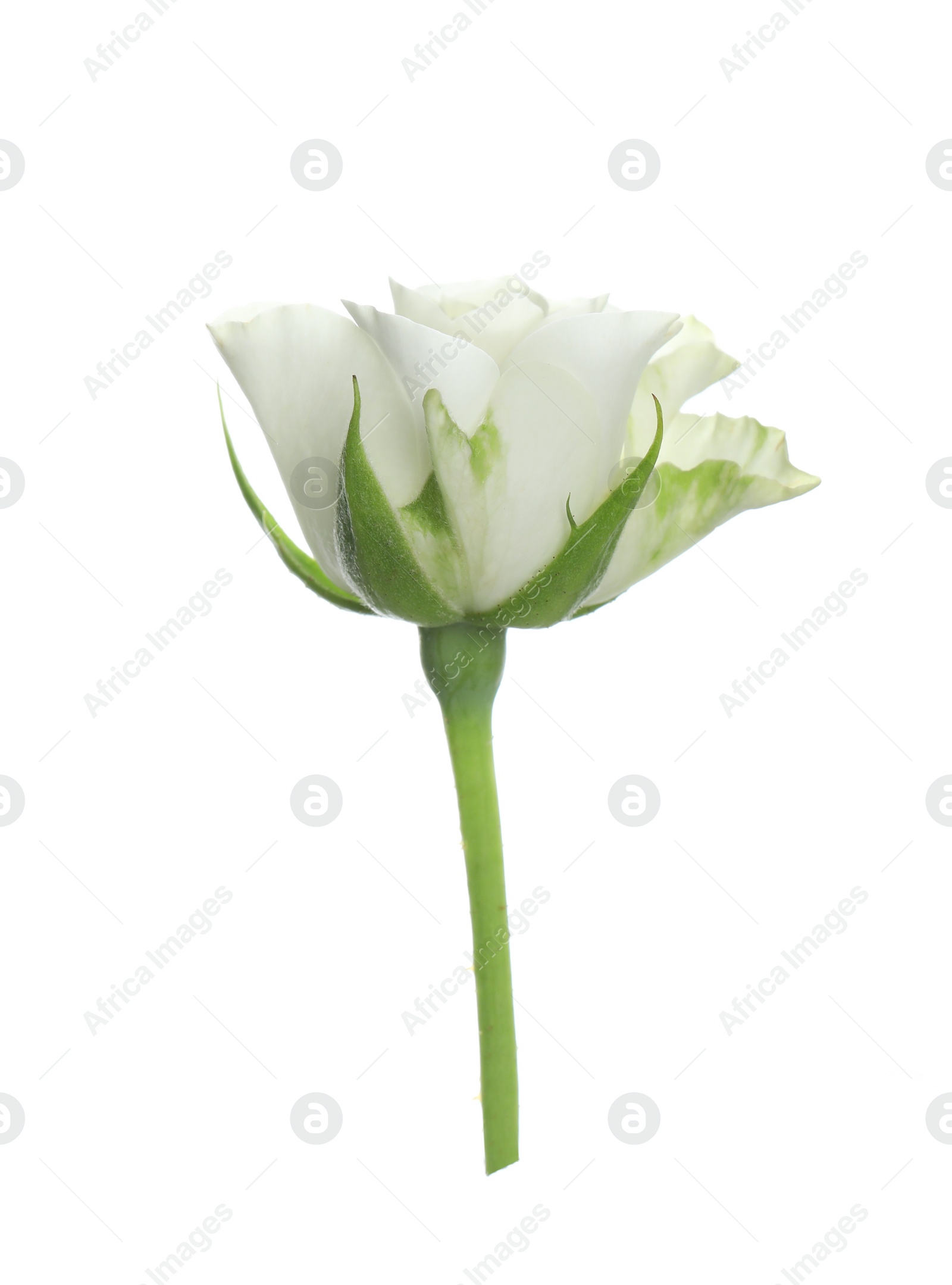 Photo of Beautiful rose with tender petals isolated on white