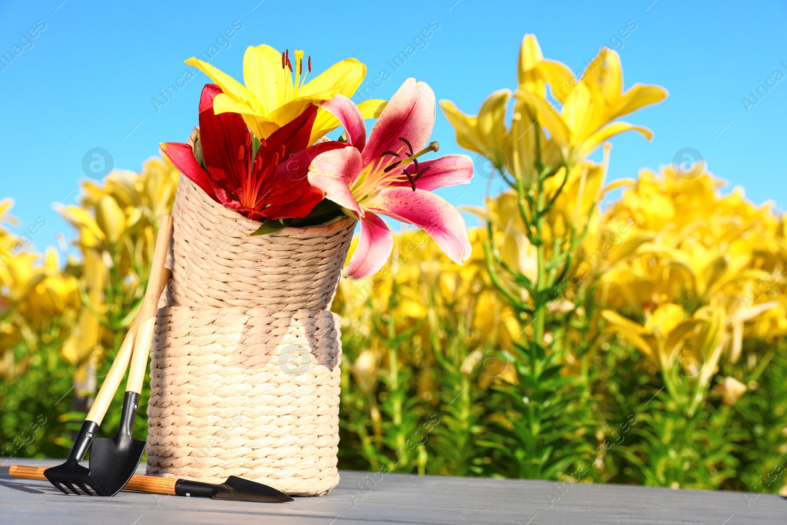 Photo of Beautiful lilies and gardening tools on grey table in flower field. Space for text