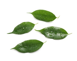 Photo of Fresh green ficus leaves on white background, top view