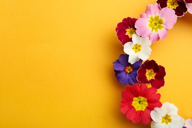 Photo of Primrose Primula Vulgaris flowers on yellow background, flat lay with space for text. Spring season