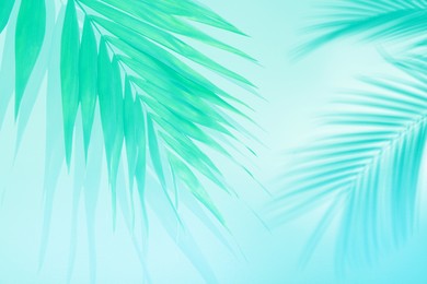 Image of Palm branch and shadows on light background, toned in turquoise. Summer party