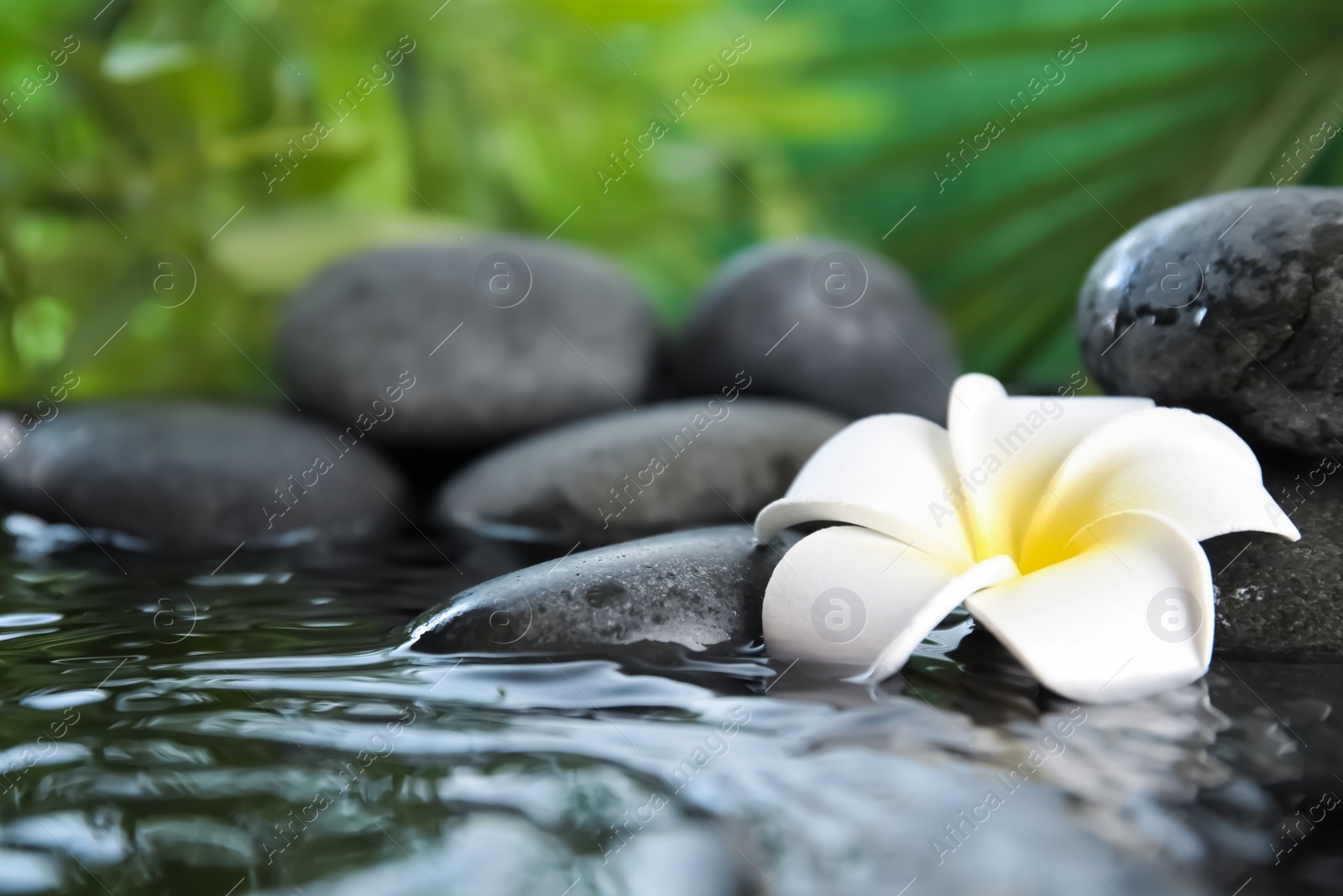 Photo of Zen stones and exotic flower in water against blurred background. Space for text