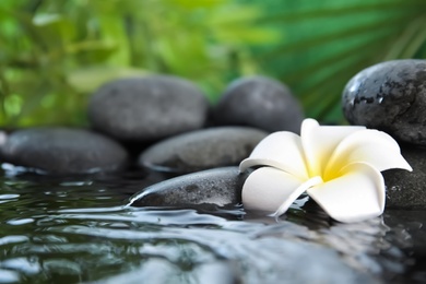 Photo of Zen stones and exotic flower in water against blurred background. Space for text