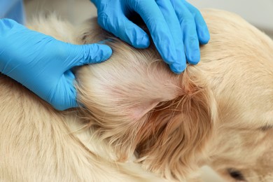 Photo of Veterinarian checking dog's ear for ticks, closeup