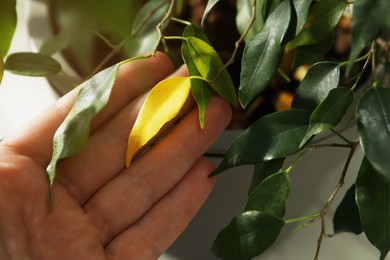 Photo of Woman near houseplant with leaf blight disease , closeup