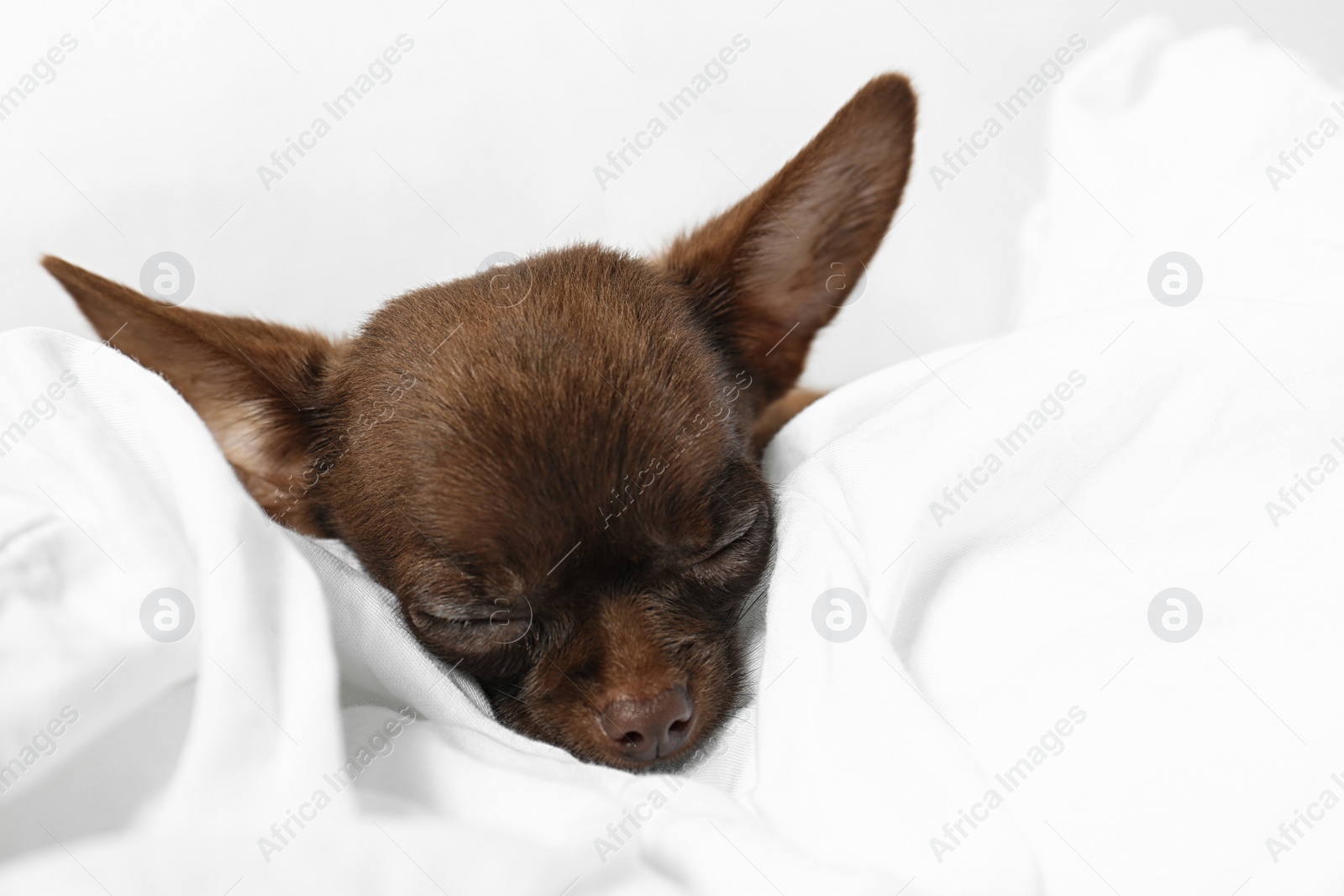 Photo of Cute small Chihuahua dog sleeping in bed, closeup