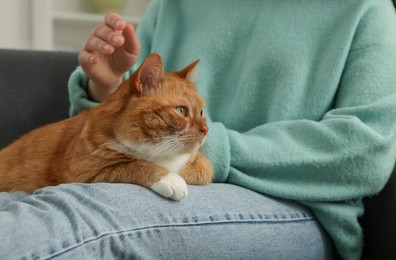 Woman petting cute cat at home, closeup