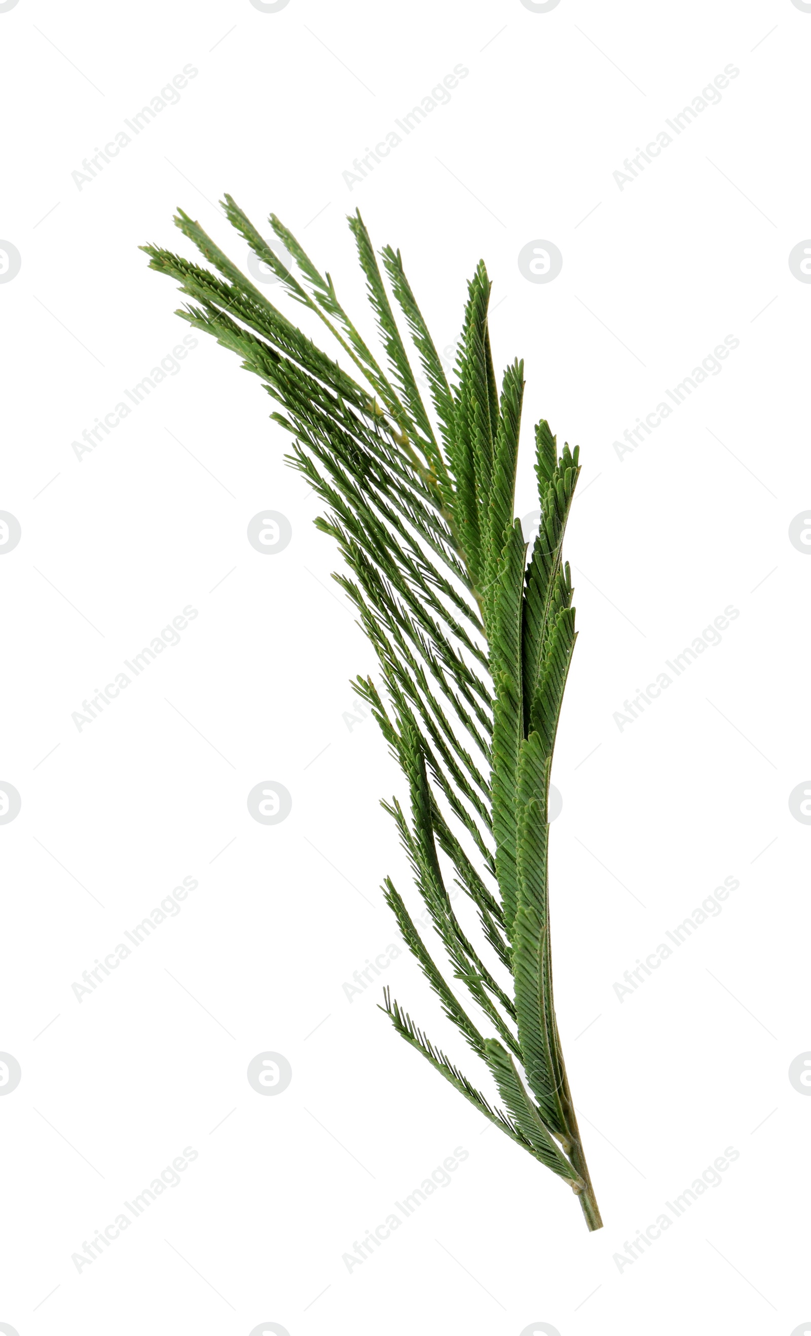 Photo of Green leaf of mimosa plant isolated on white