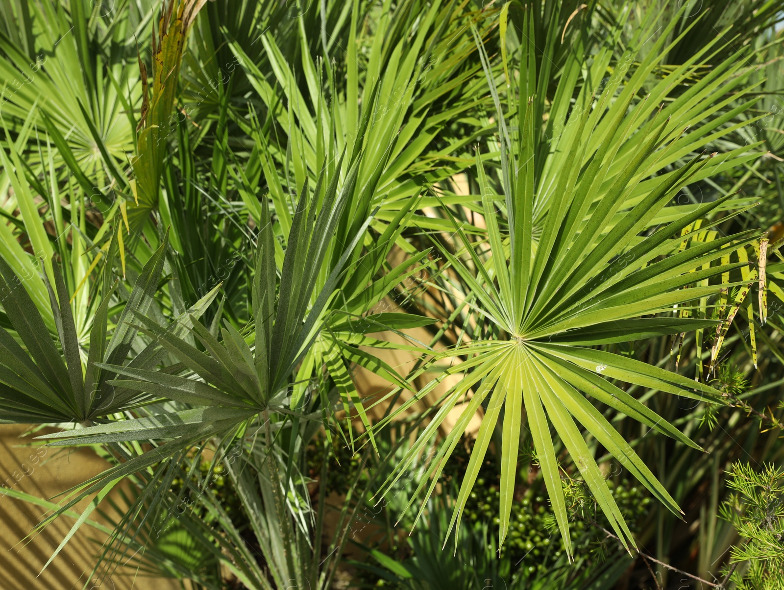 Photo of Beautiful green tropical plants growing in garden