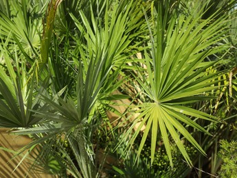 Beautiful green tropical plants growing in garden