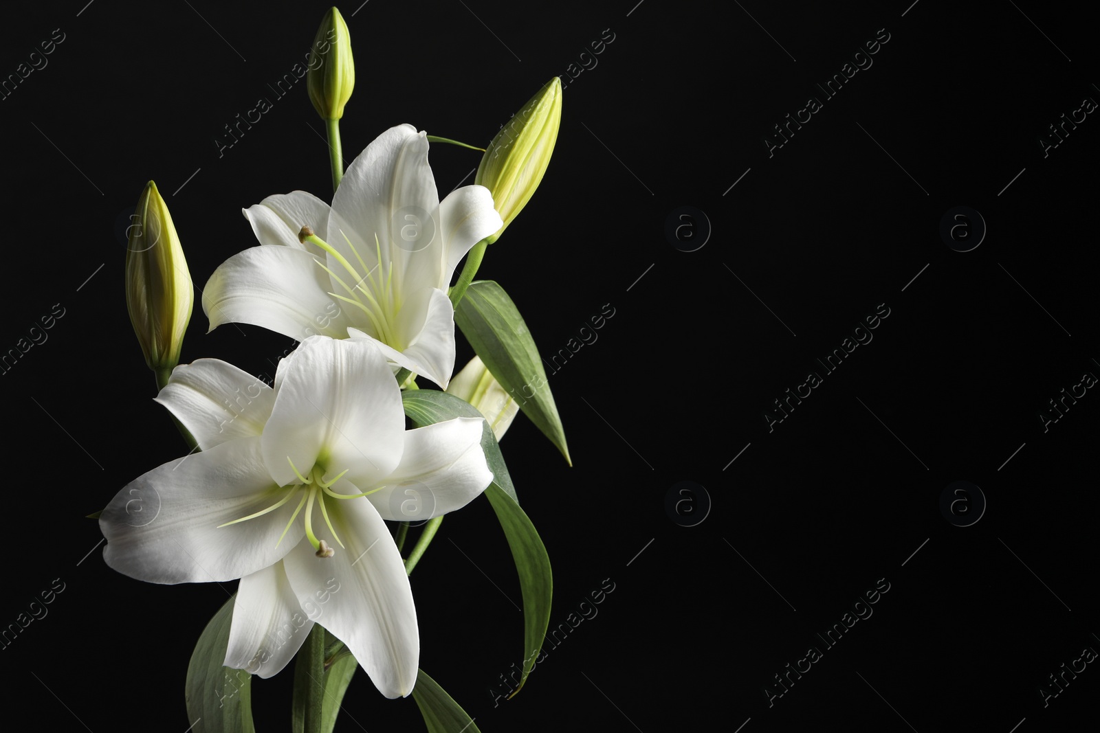 Photo of Beautiful white lily flowers on black background, space for text