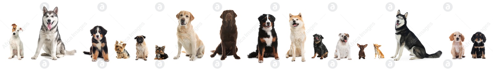 Image of Collage with different dogs on white background. Banner design