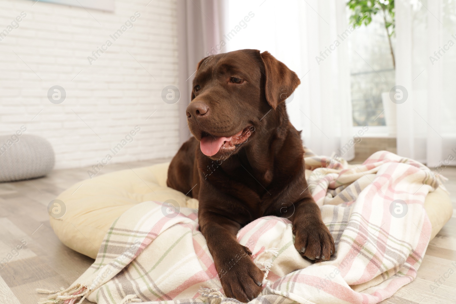 Photo of Chocolate labrador retriever on pet pillow indoors