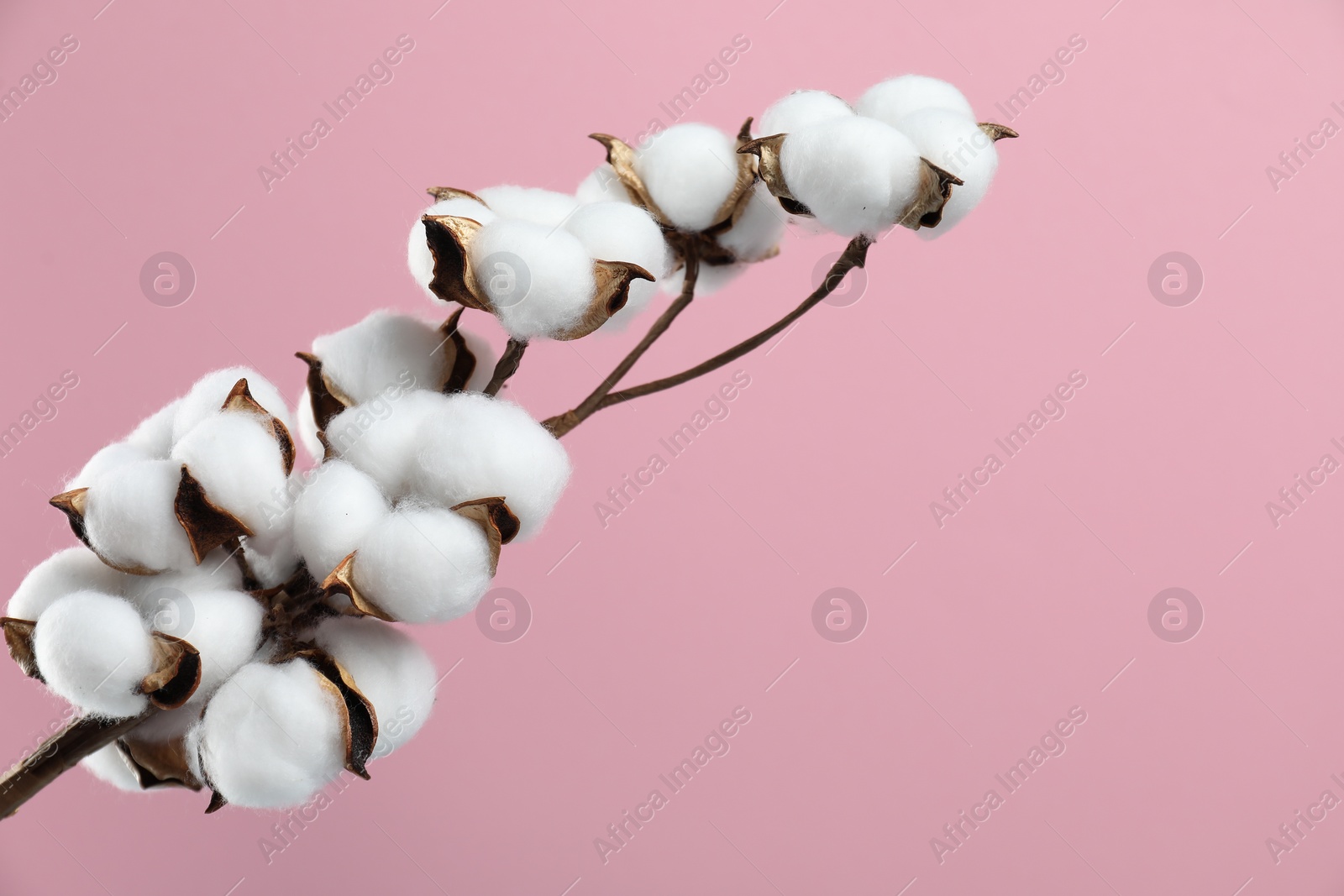 Photo of Beautiful cotton branch with fluffy flowers on pink background, space for text