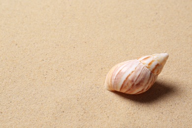 Photo of Closeup view of beautiful seashell on beach sand, space for text. Summer vacation