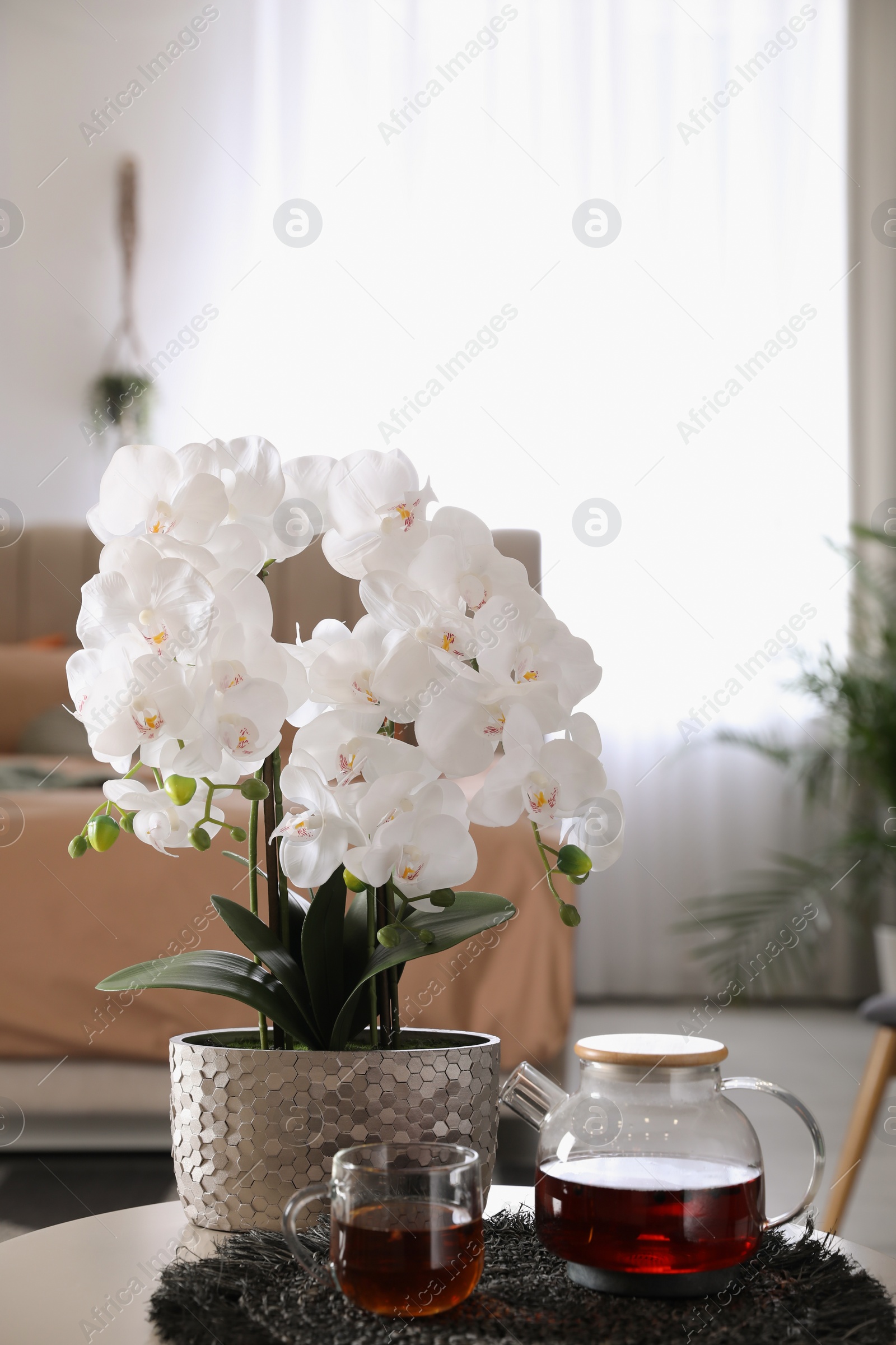 Photo of Beautiful white orchids and tea set on table in room