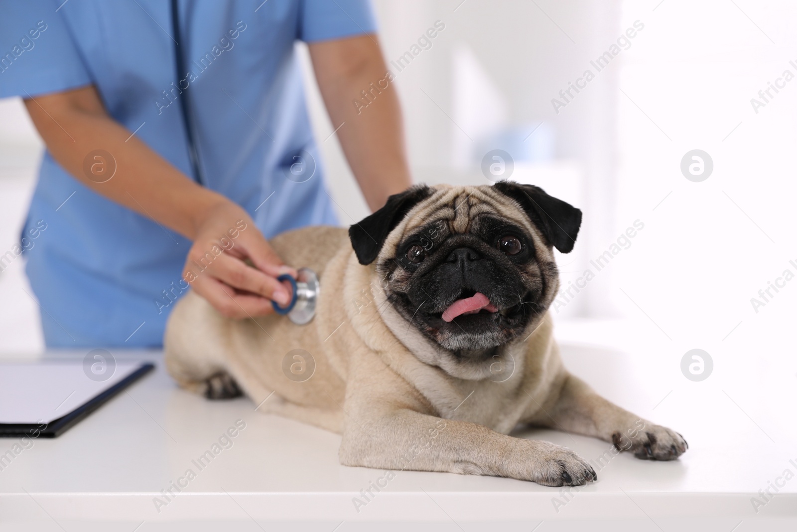 Photo of Veterinarian examining cute pug dog in clinic, closeup. Vaccination day