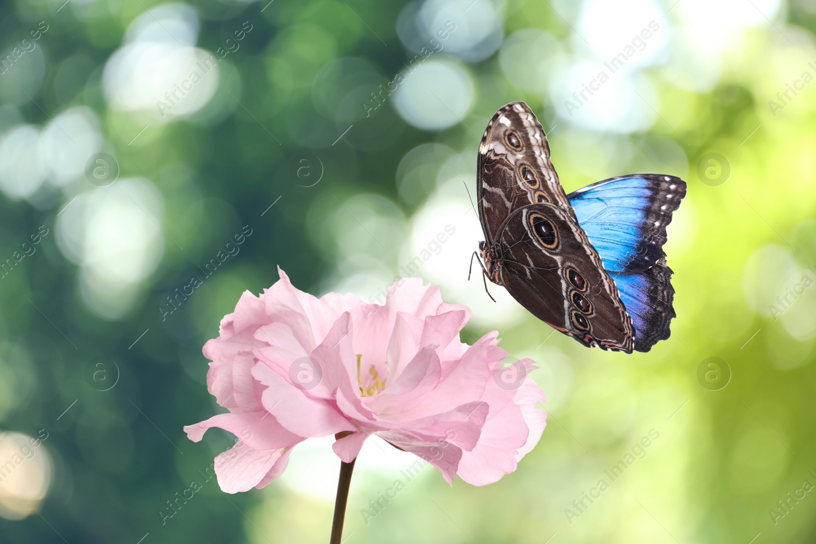 Image of Beautiful pink sakura flower and flying butterfly outdoors 