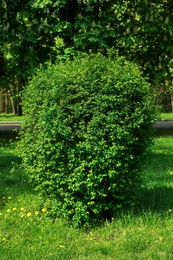 Shrub with green leaves in park on sunny day