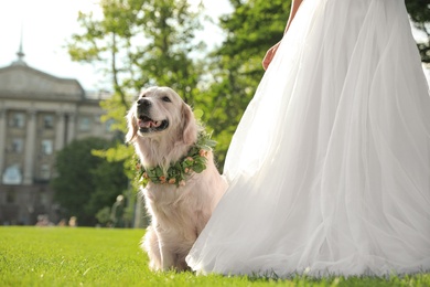 Bride and adorable Golden Retriever wearing wreath made of beautiful flowers on green grass outdoors, closeup