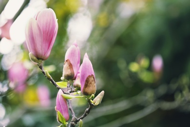 Closeup view of magnolia tree with beautiful flowers outdoors, space for text. Amazing spring blossom