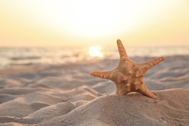 Beautiful sea star in sunlit sand at sunset, space for text
