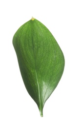 Photo of Fresh green Ruscus leaf on white background