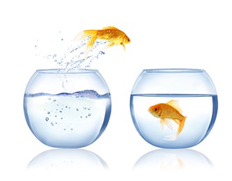 Beautiful bright goldfish jumping out of water on white background