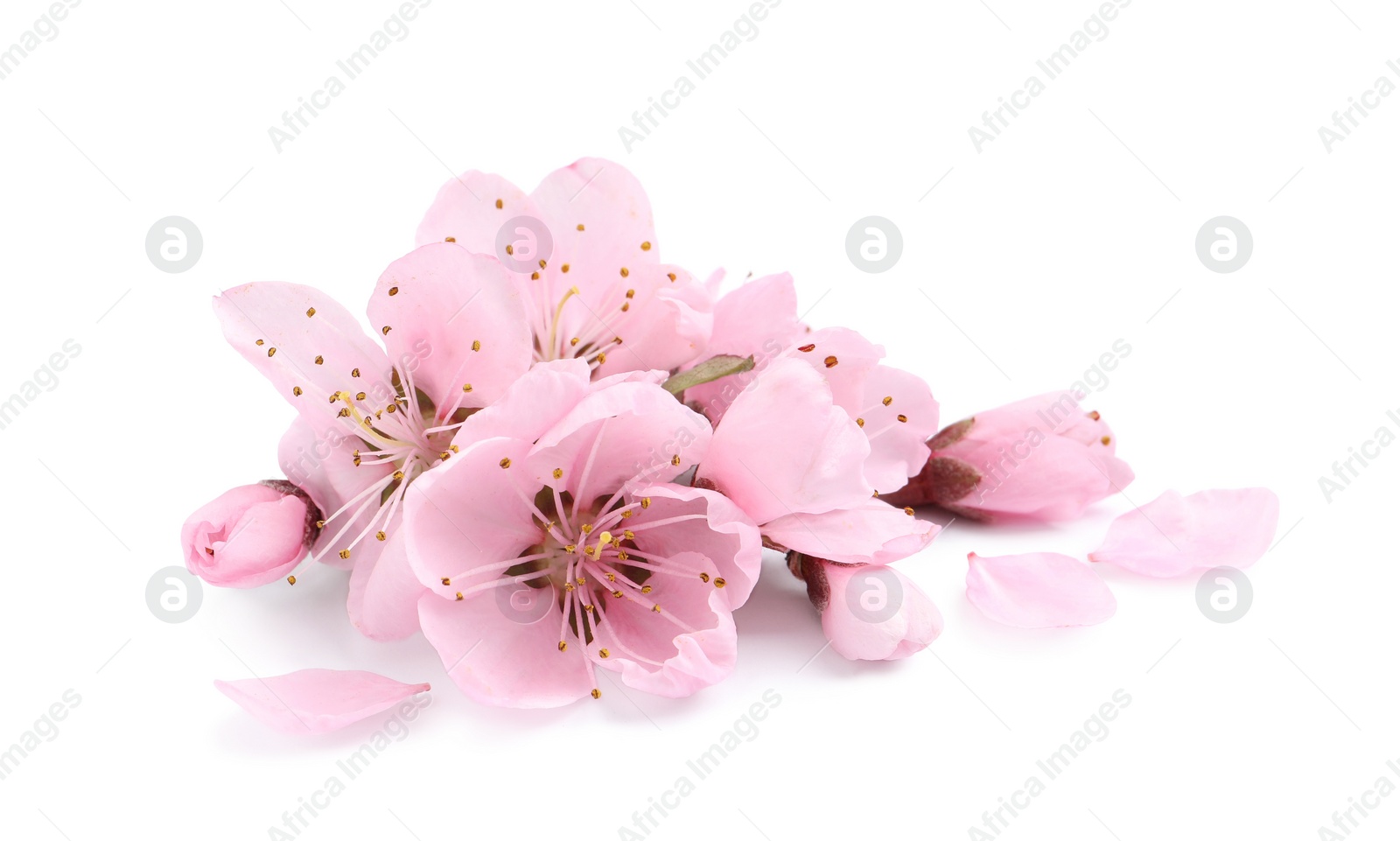 Photo of Beautiful sakura tree flowers on white background