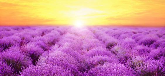 Image of Beautiful view of blooming lavender field at sunset, banner design 