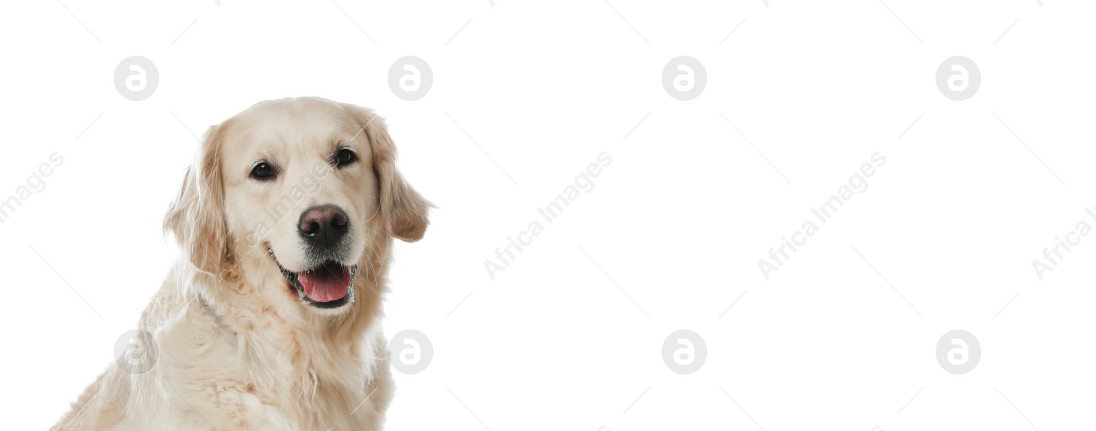 Image of Cute Golden Retriever dog on white background, space for text. Banner design