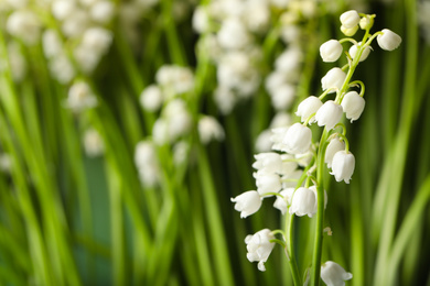 Beautiful lily of the valley flowers on blurred background, closeup. Space for text