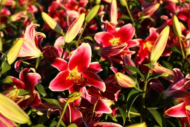 Beautiful bright pink lilies growing at flower field