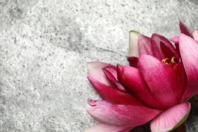 Photo of Beautiful blooming pink lotus flower on grey background, closeup. Space for text