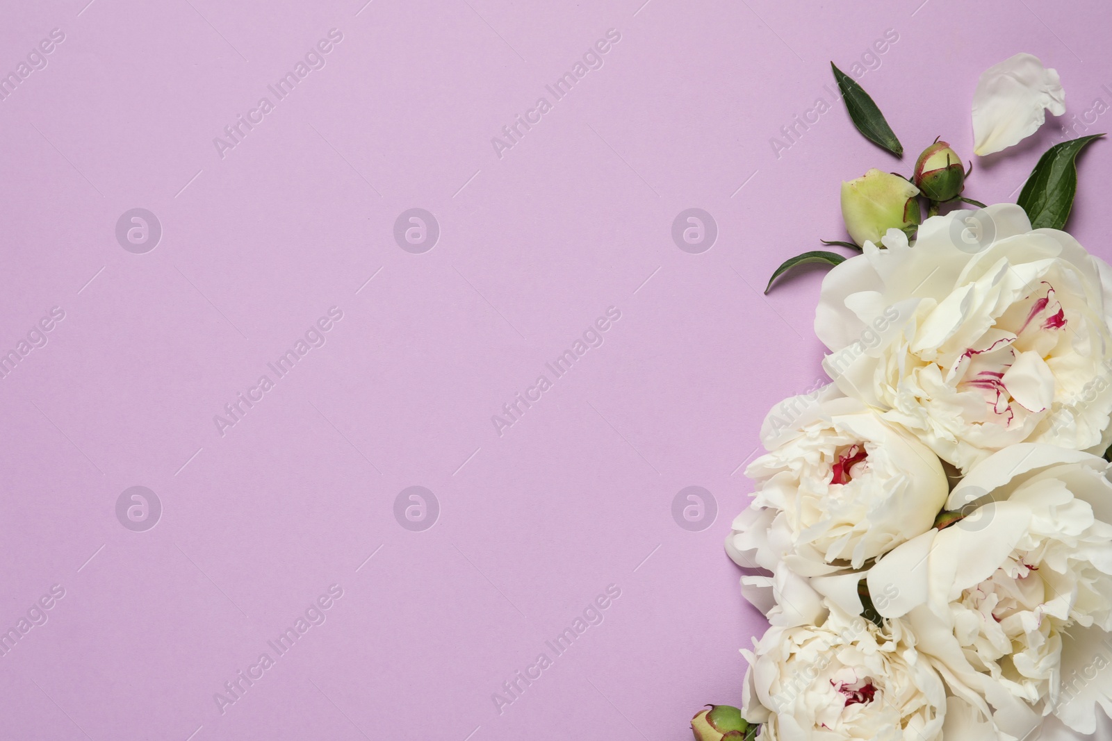 Photo of Beautiful peonies on color background, flat lay with space for text