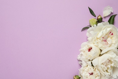 Photo of Beautiful peonies on color background, flat lay with space for text