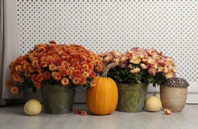 Photo of Beautiful potted chrysanthemum flowers and pumpkins on wooden floor indoors