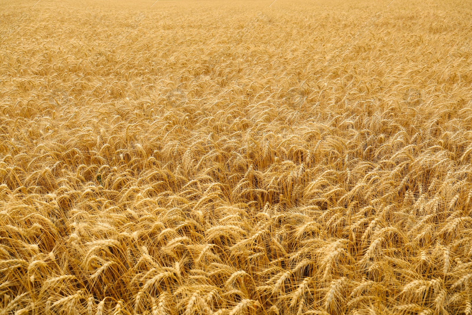 Photo of Beautiful view of agricultural field with ripe wheat spikes