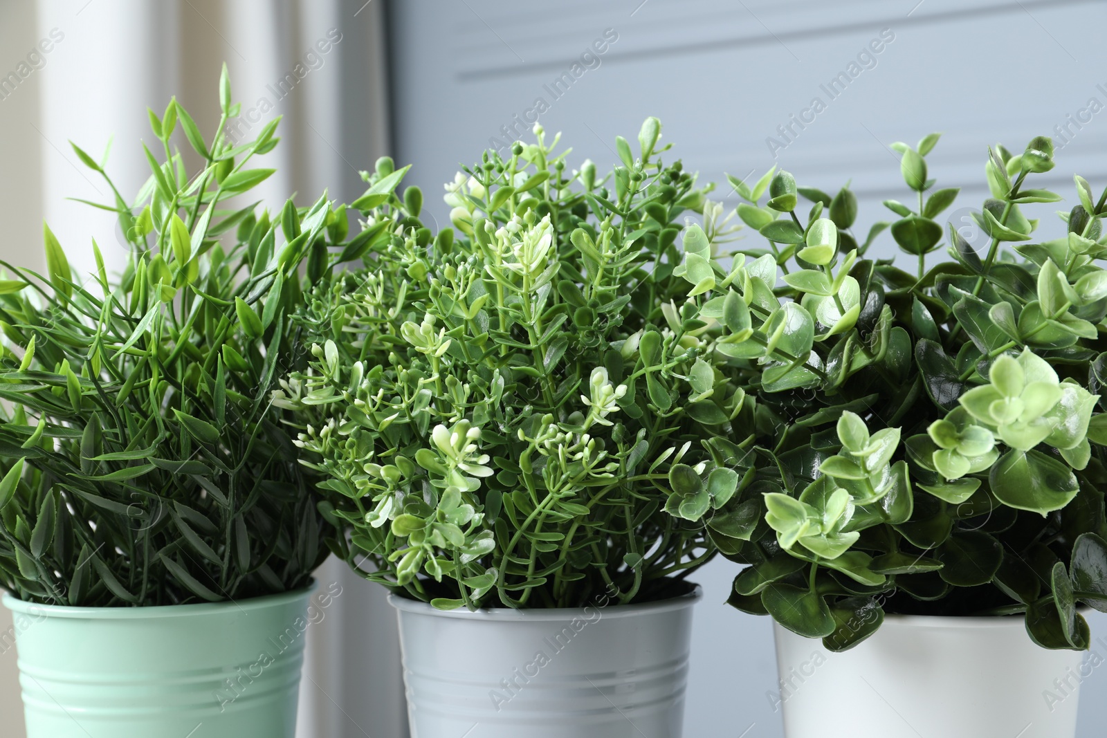 Photo of Different aromatic potted herbs near light grey wall, closeup