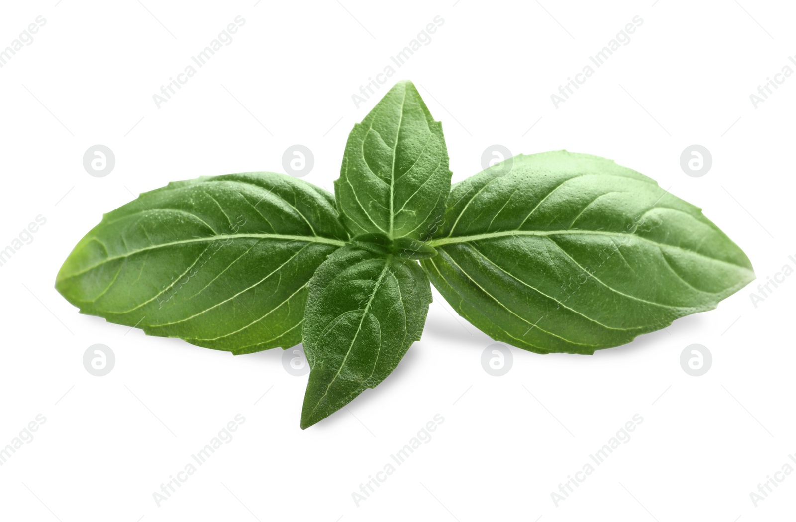 Photo of Aromatic green basil sprig isolated on white. Fresh herb