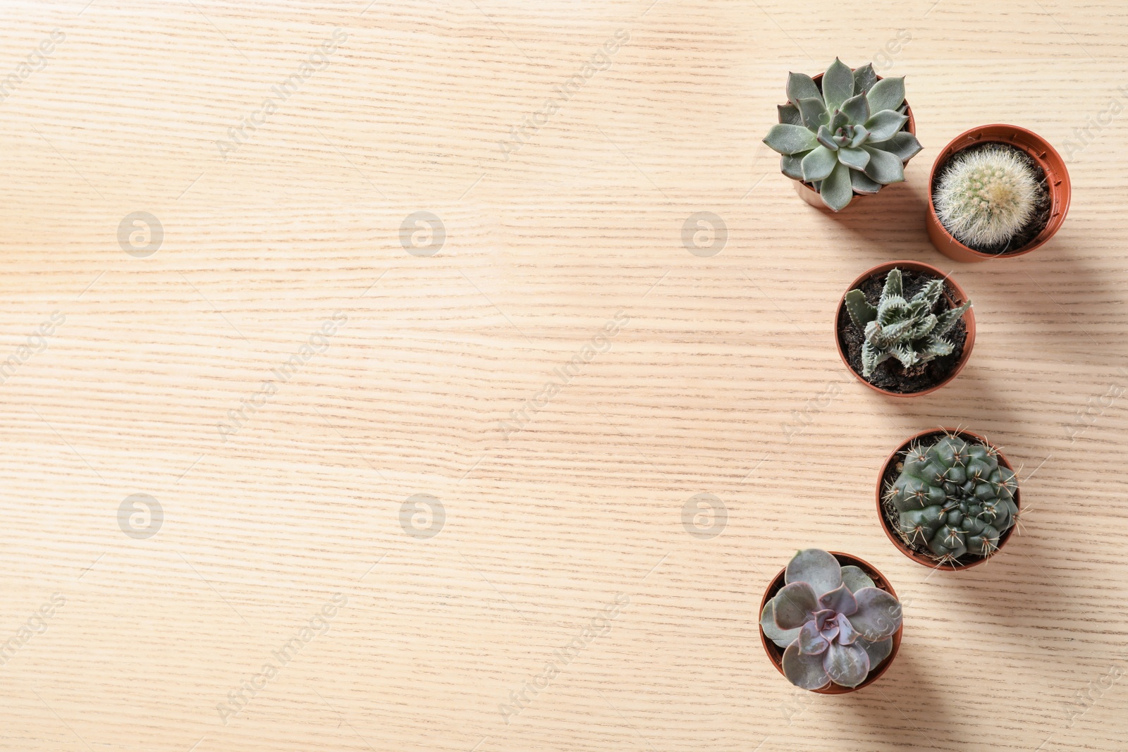 Photo of Flat lay composition with different succulent plants in pots on wooden table, space for text. Home decor