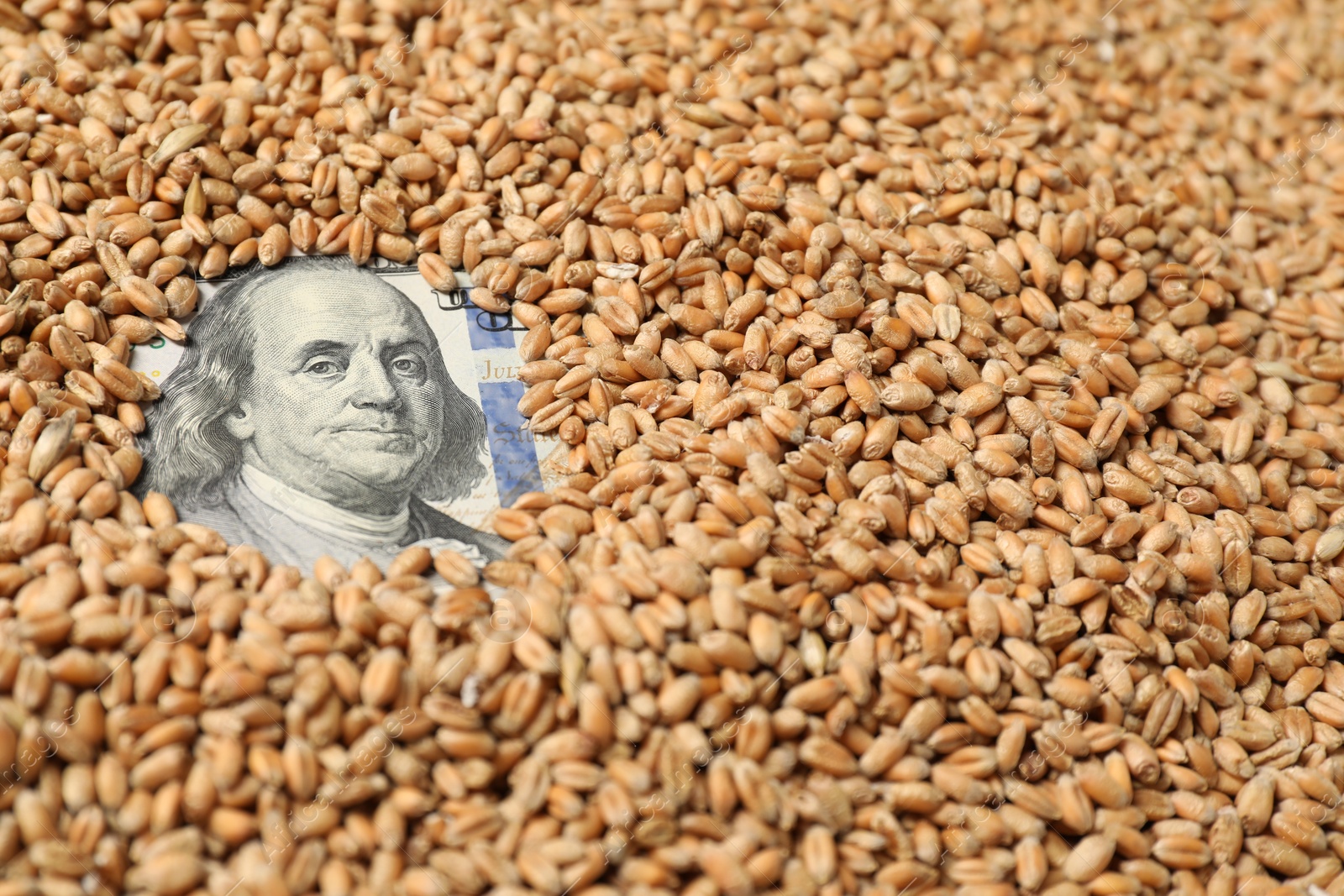 Photo of Dollar banknote under wheat grains, closeup. Agricultural business