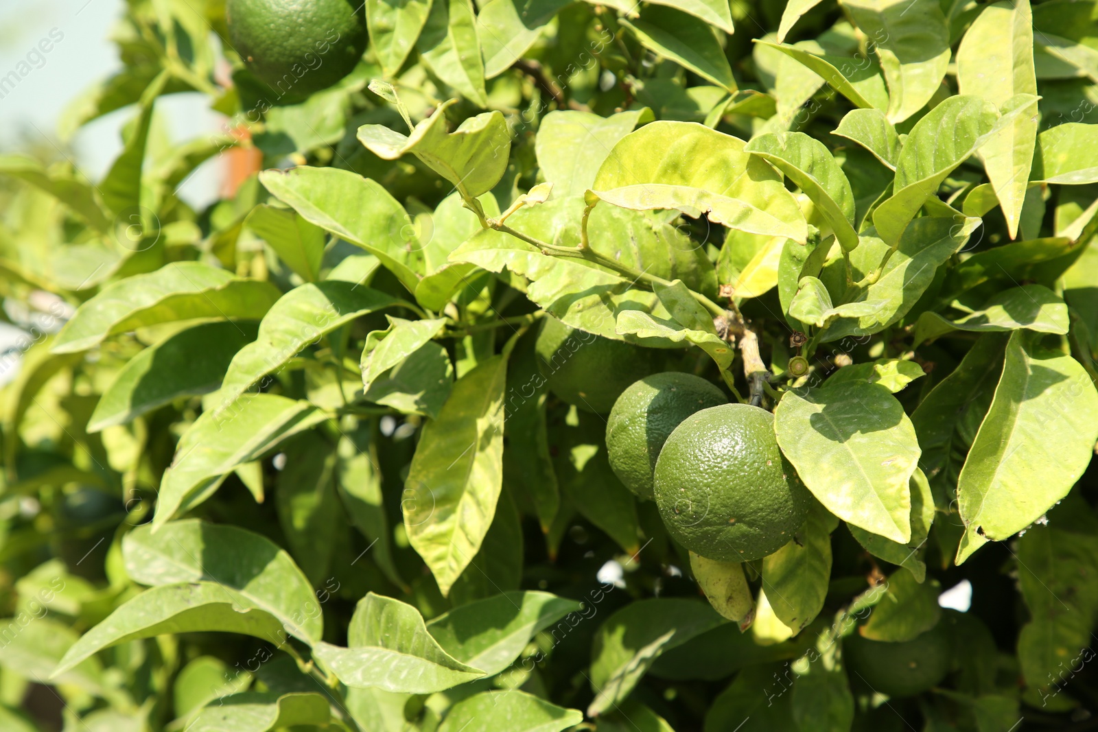 Photo of Unripe green tangerines growing on tree outdoors. Citrus fruit