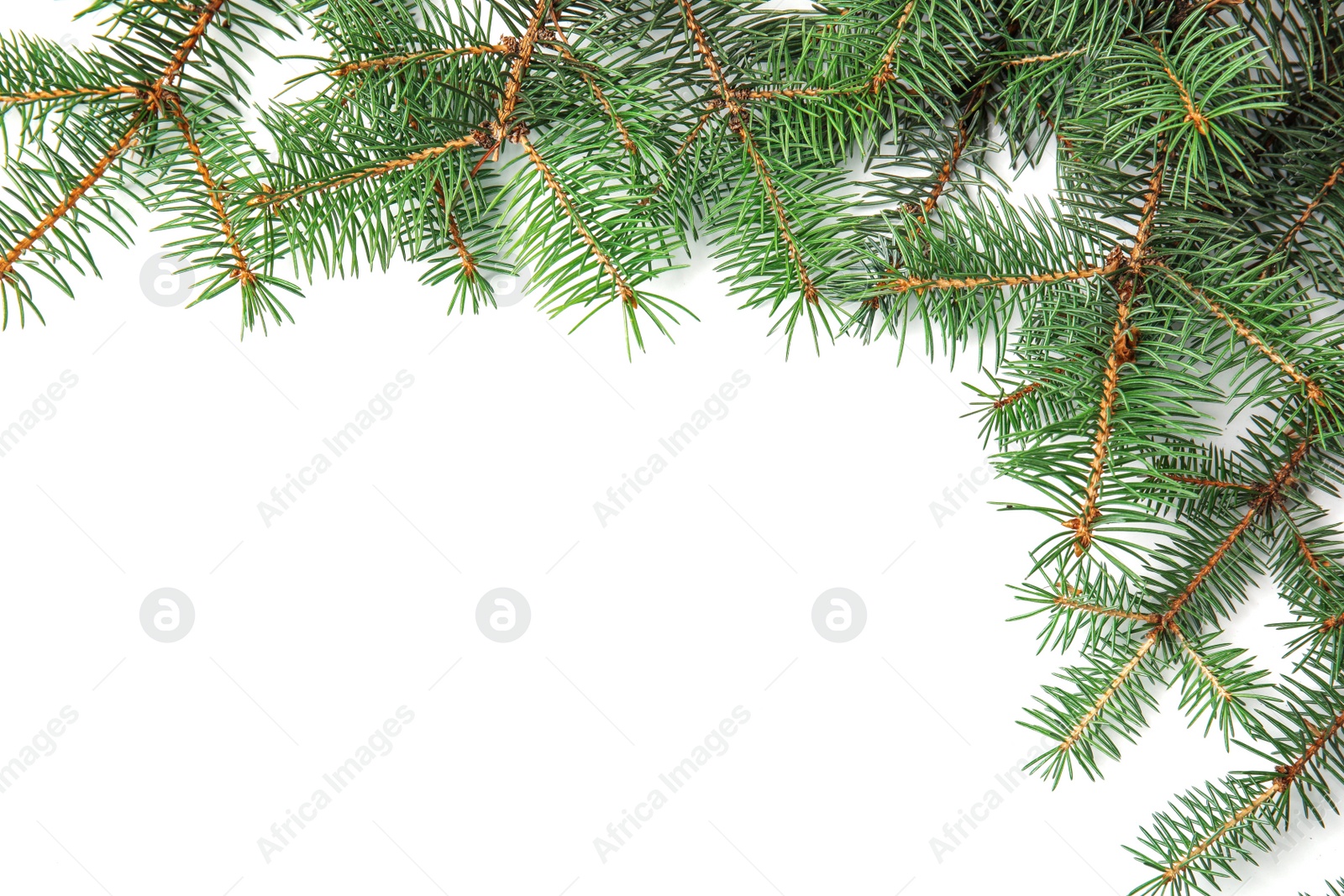 Photo of Branches of Christmas tree on white background