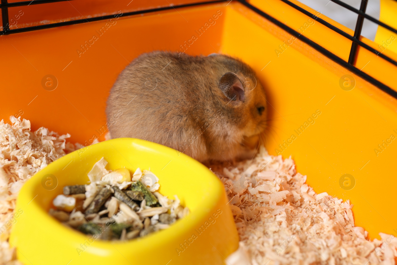 Photo of Cute little fluffy hamster eating in cage