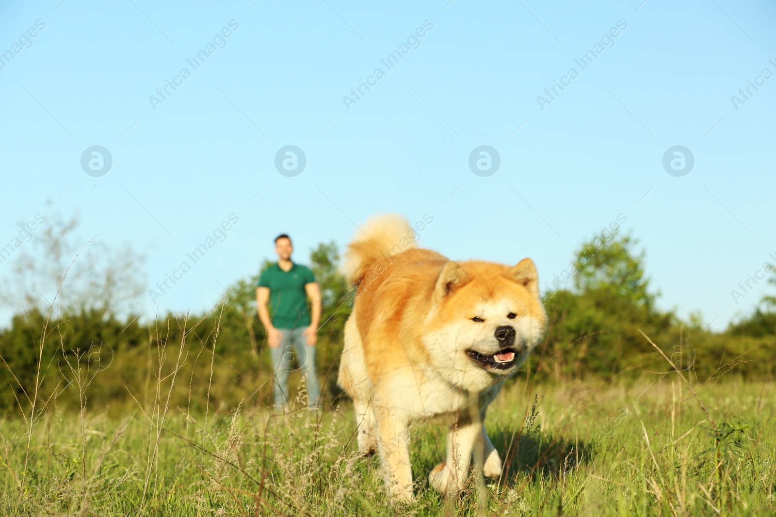 Photo of Young man with adorable Akita Inu dog in park